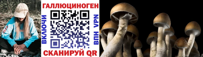 как найти Канск Псилоцибиновые грибы прущие грибы